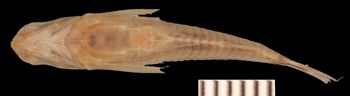 Media type: image; Ichthyology 7747